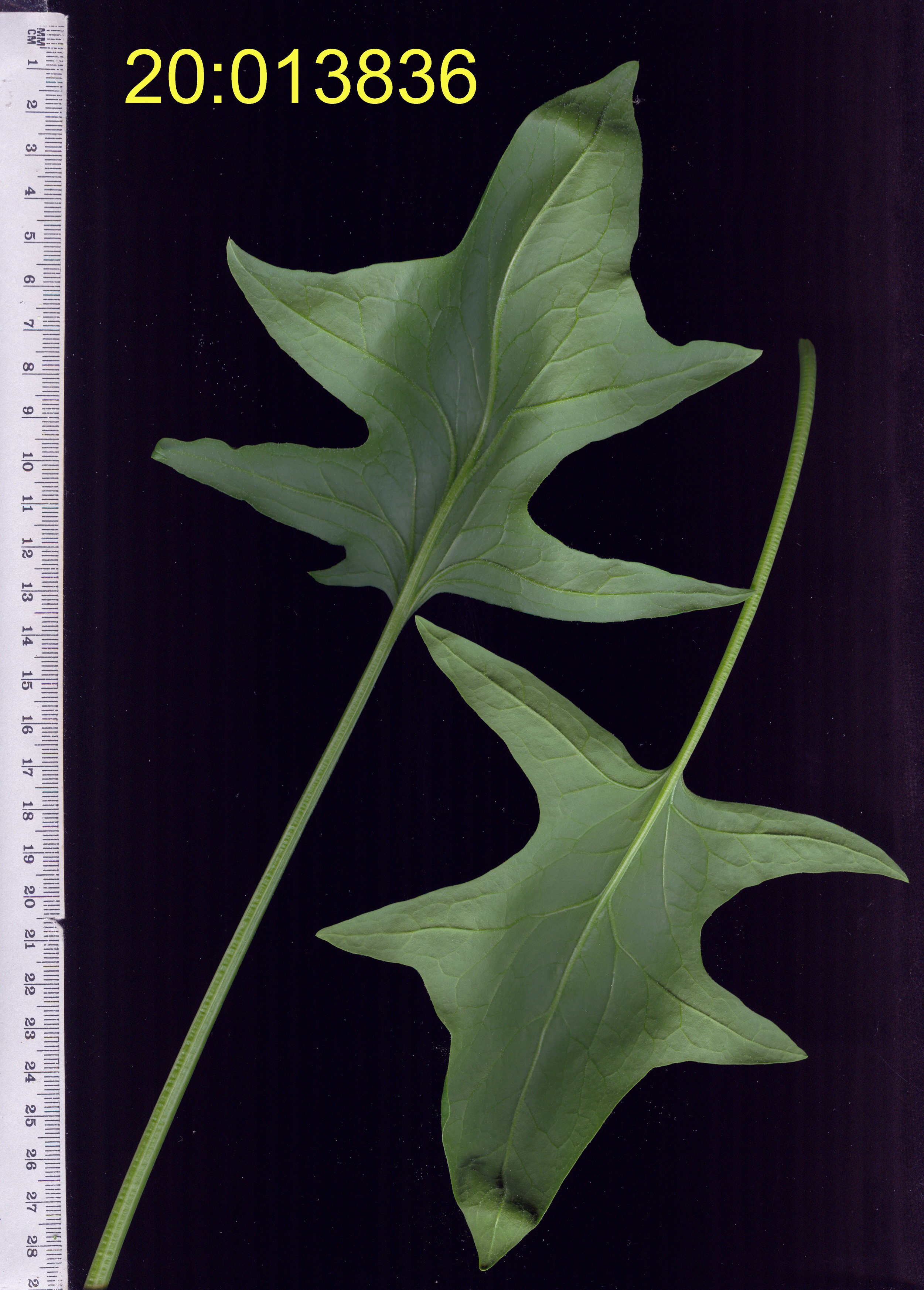 LEAF